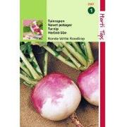 2 stuks - Rapen Ronde Witte Roodkop Nancy