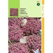 2 stuks - Alyssum Lobularia MarProcumbens Rosie O Day