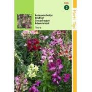 2 stuks - Antirrhinum Majus Nanum Tetraploide Gemengd