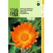 2 stuks - Calendula Arvensis Akkergoudsbloem