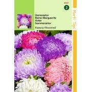 2 stuks - Callistephus Chinensis Pioenbloemige Reuzen Gemengd