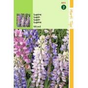 2 stuks - Lupinus Hartwegii Kleurenmengsel
