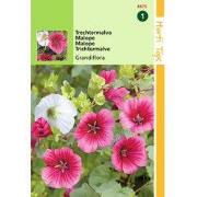 2 stuks - Malope Trifida Grandiflora Gemengd