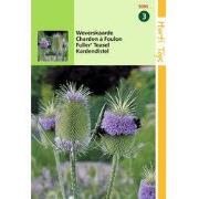 2 stuks - Dipsacus Sativus Fullonum Weverskaarde op op
