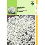 2 stuks - Cerastium Biebersteinii