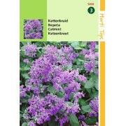 2 stuks - Nepeta mussinii Kattekruid