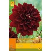 2 stuks - 1 Dahlia Arabian Night