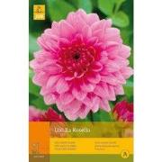 2 stuks - 1 Dahlia Rosella