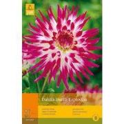 2 stuks - 1 Dahlia Dutch Explosion