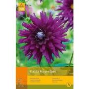 2 stuks - 1 Dahlia Purple Gem