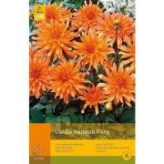 2 stuks - 1 Dahlia Autumn Fairy