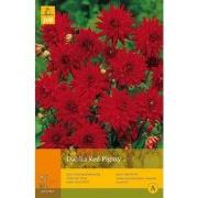 2 stuks - 1 Dahlia Red Pigmy