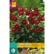 2 stuks - Dahlia Topmix Paars 1 bol