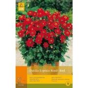 2 stuks - 1 Dahlia Topmirood