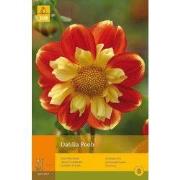 2 stuks - 1 Dahlia Pooh