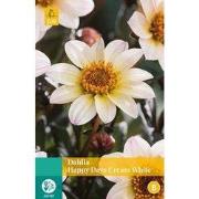 2 stuks - Dahlia Happy Days Cream White 1 bol