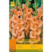 2 stuks - 10 Gladiolus Peter Pears
