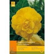 2 stuks - 3 Begonias Grandiflora Geel