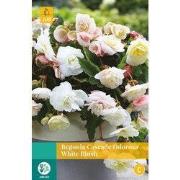 2 stuks - Begonias Cascade Odorosa White Blush 2 bollen