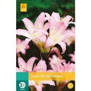 2 stuks - Amaryllis Belladonna 1 bol