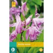 2 stuks - Bletilla Striata 1 bol