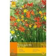 2 stuks - 20 Crocosmia Mix