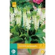 2 stuks - Eucomis Autumnalis 1 bol