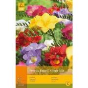 2 stuks - 25 Freesia Enkel Mix