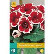 2 stuks - Sinningia Kaiser Friedrich 1 bol