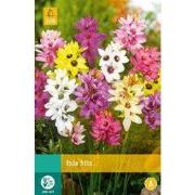 2 stuks - Ixia Mix 20 bollen