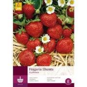 2 stuks - 5 Fragaria Elsanta