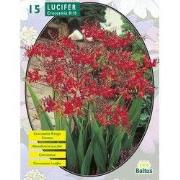 2 stuks - Zomer Bloembollen Crocosmia Lucifer per 15