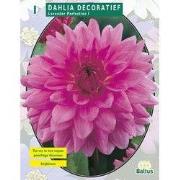 2 stuks - Zomer Bloembollen Dahlia Decoratief Lavender Perfection per ...