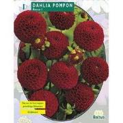 2 stuks - Zomer Bloembollen Dahlia Pompon Rocco per 1