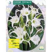 2 stuks - Zomer Bloembollen Ismene Festalis Zwanenburg per 3