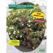 2 stuks - Zomer Bloembollen Mirabilis Jalapa per 7