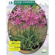 2 stuks - Nerine Bowdenii Roze per 5