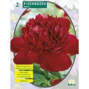 2 stuks - Zomer Bloembollen Pioenrozen, Rood per 2