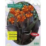 2 stuks - Zomer Bloembollen Canna bruinblad, Oranje per 3