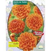 2 stuks - Zomer Bloembollen Dahlia Park Nugget per 1