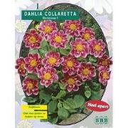 2 stuks - Zomer Bloembollen Dahlia Collarette Hartenaas per 1