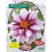 2 stuks - Zomer Bloembollen Dahlia Mignon Edge of joy per 1