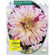 2 stuks - Zomer Bloembollen Dahlia Smokey per 1