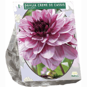 3 stuks - Zomer Bloembollen Dahlia Decoratief Creme de Cassis per 1