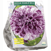 3 stuks - Zomer Bloembollen Dahlia Pompon Marble Ball per 1