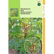 2 stuks - Ricinus Zanzibariensis Gemengd