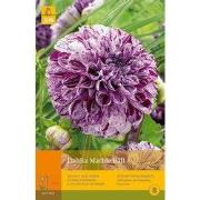 2 stuks - 1 Dahlia Marble Ball