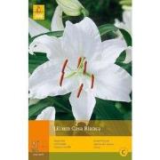 2 stuks - 2 Lelies Casa Blanca
