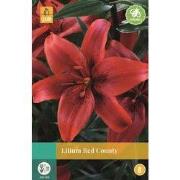 Lilium Red County