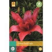 Lilium Bald Eagle